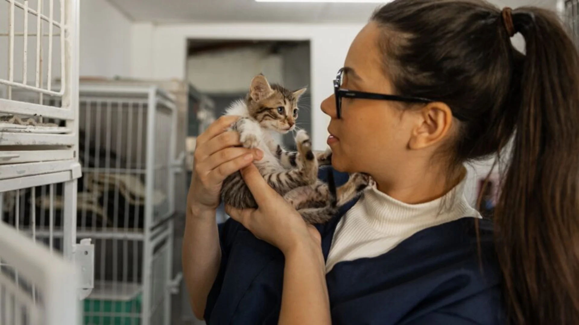 A Veterinarian's Breakdown of Cat Heartworm