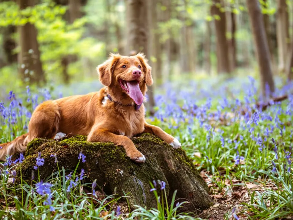 Pet Poison Prevention: Protecting Your Furry Friends from Common Hazards