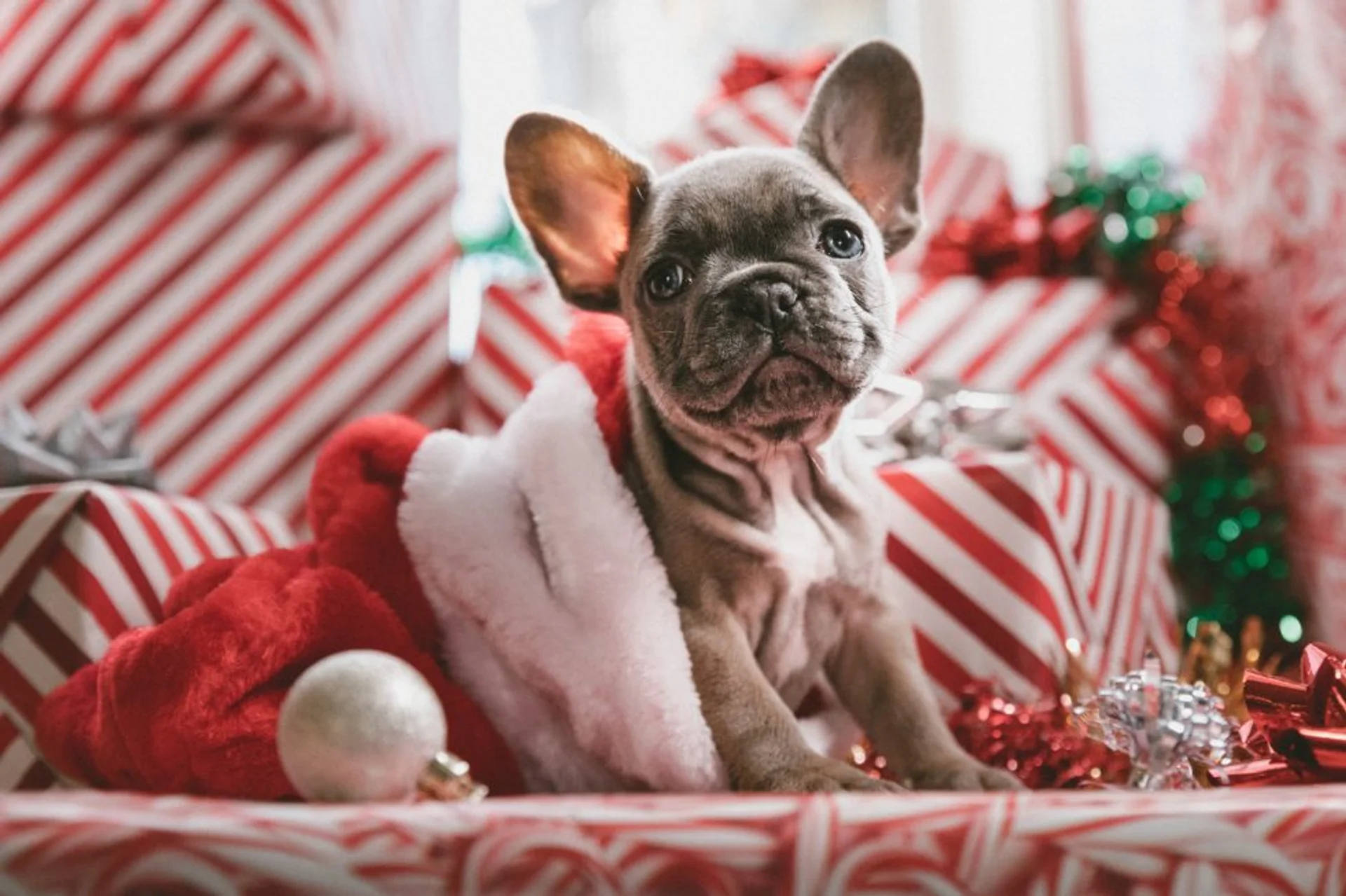 The Most Common Holiday Pet Hazards