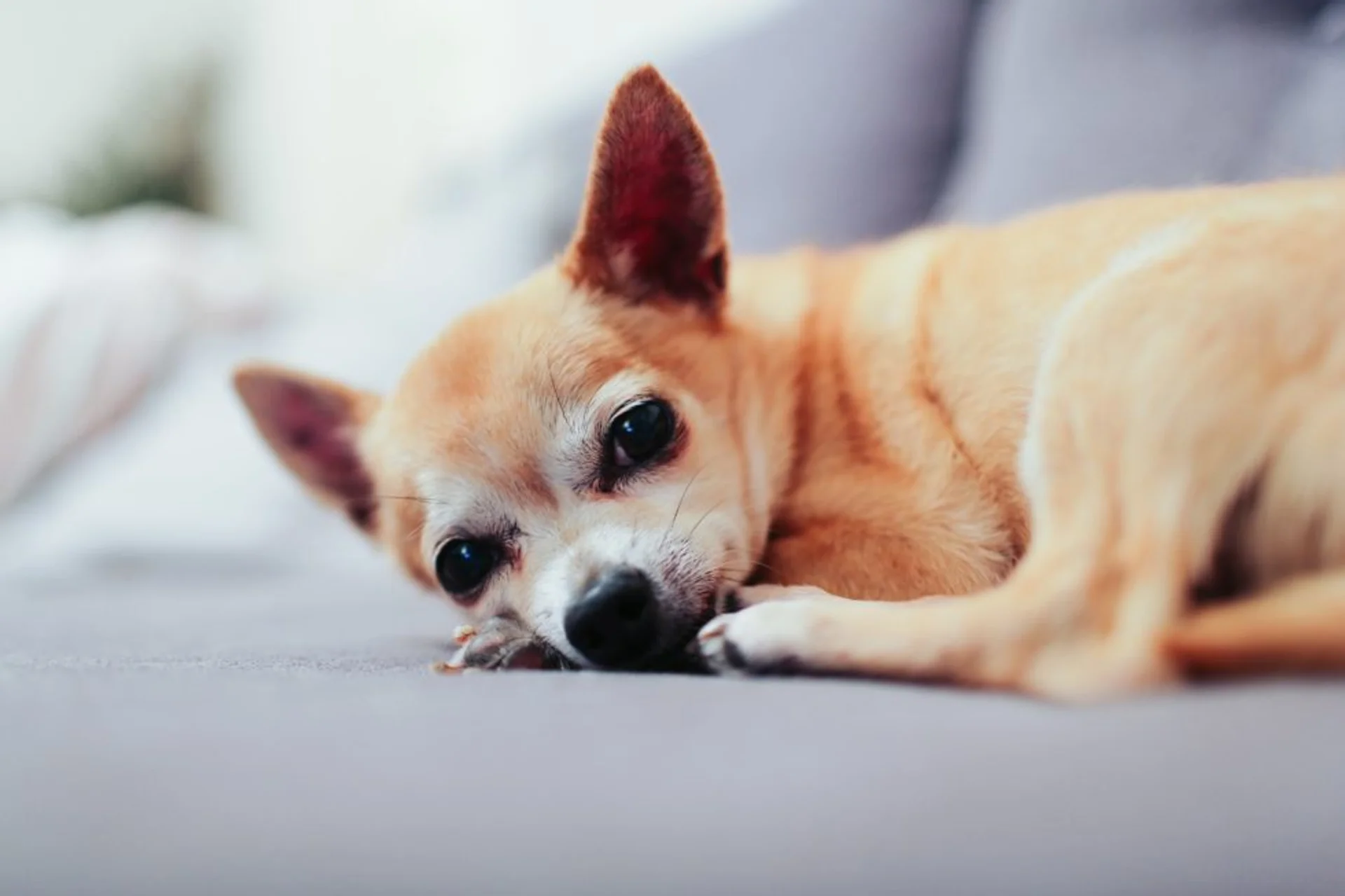 5 Tips to Ensure Your Senior Pet Stays Mobile