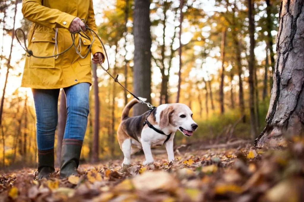 How Do I Tell When My Pets Are Seniors?