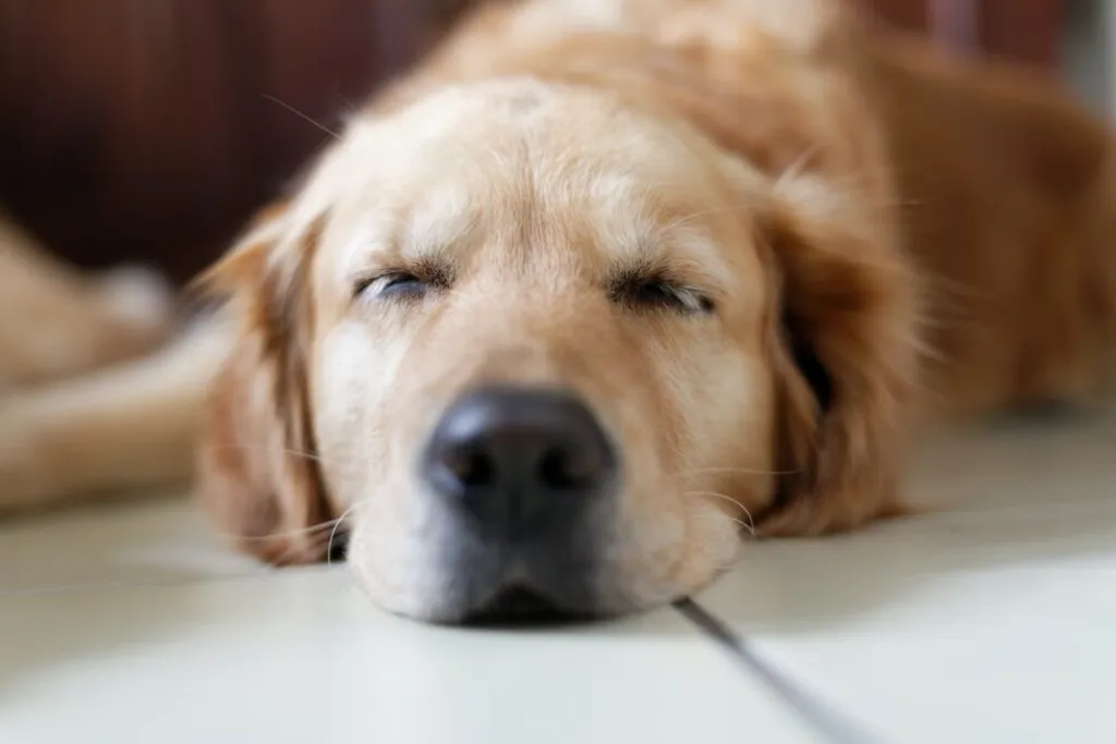 Keeping Your Pet Safe Under Anesthesia