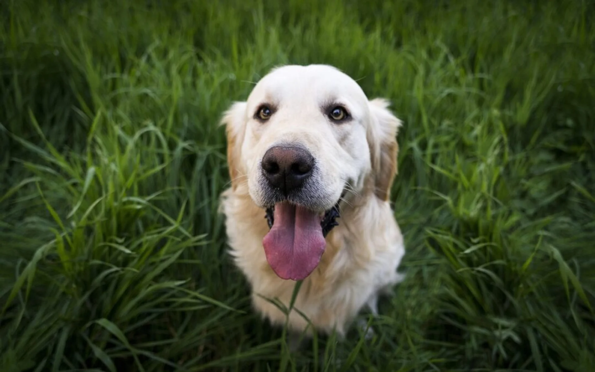 Managing Your Dog's Health Post-Lyme Disease Diagnosis