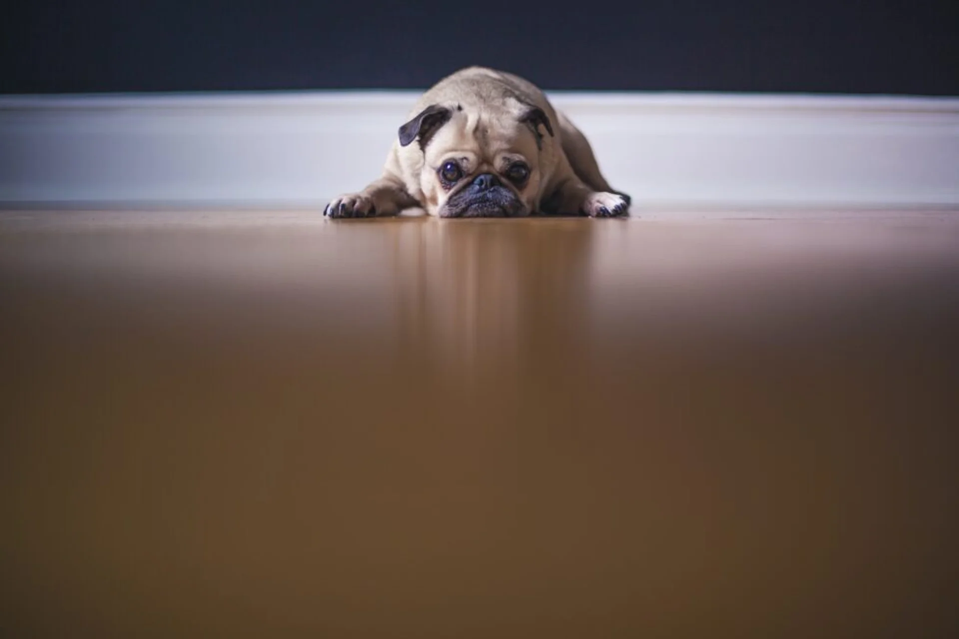5 Practical Tips to Help Your Pet Cope With Anxiety
