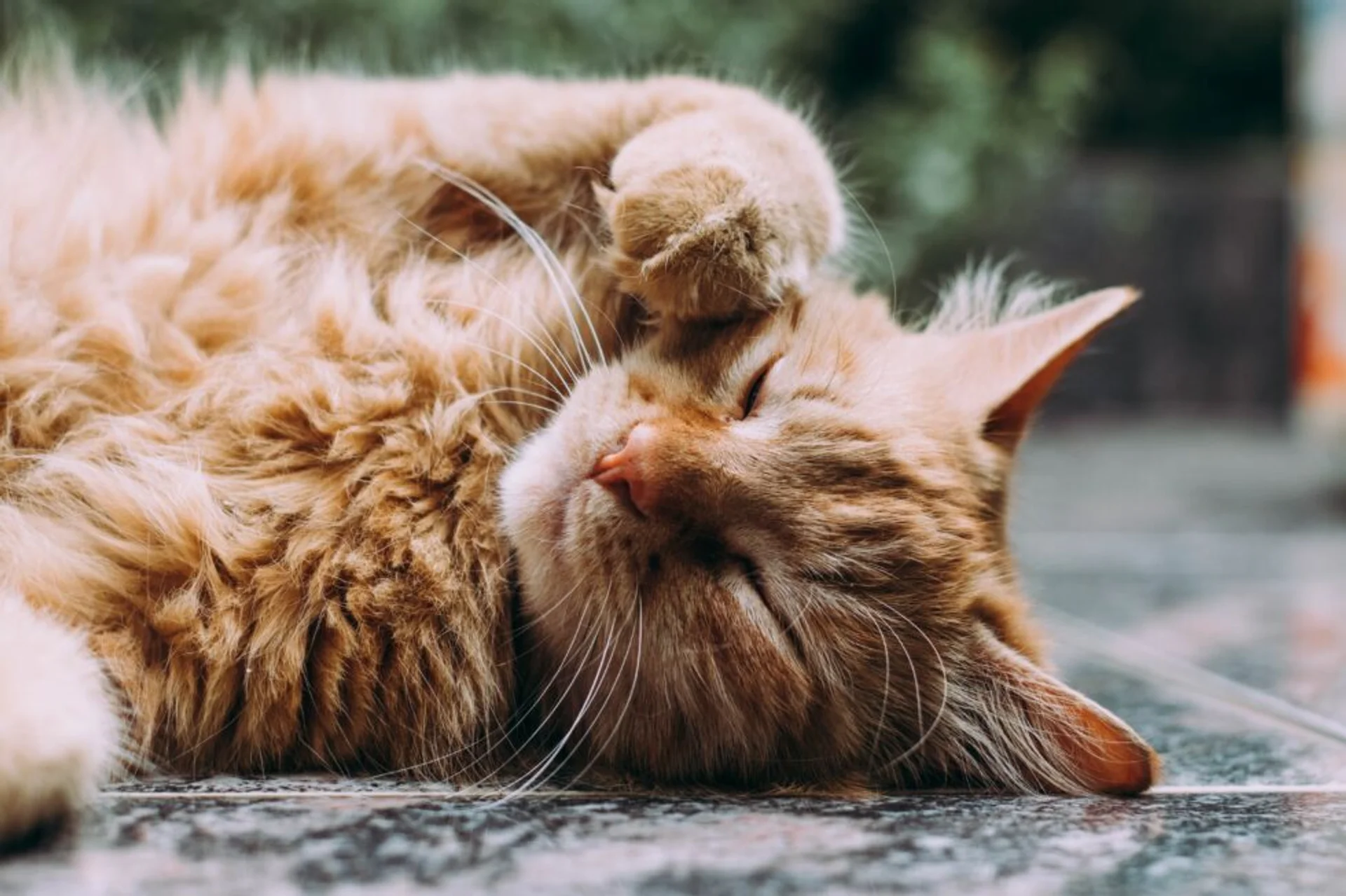 How to Make Your House a Cozy Haven for Your New Cat