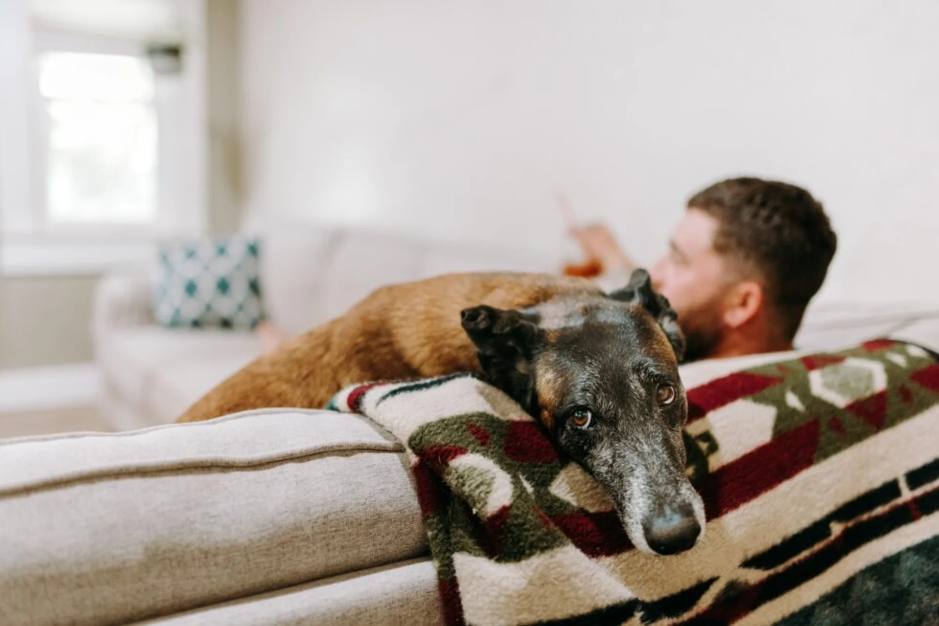 5 Common Pet Toxins in Your Home