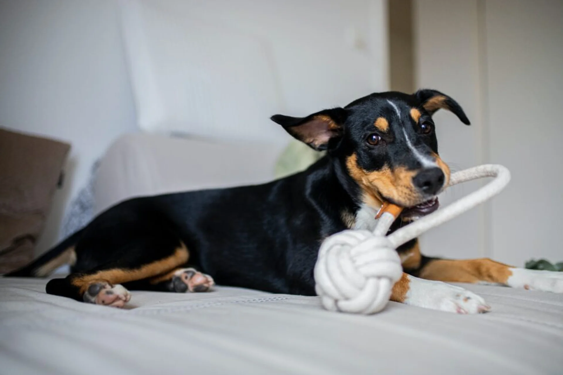 Ways To Keep Your Pet Entertained This Winter