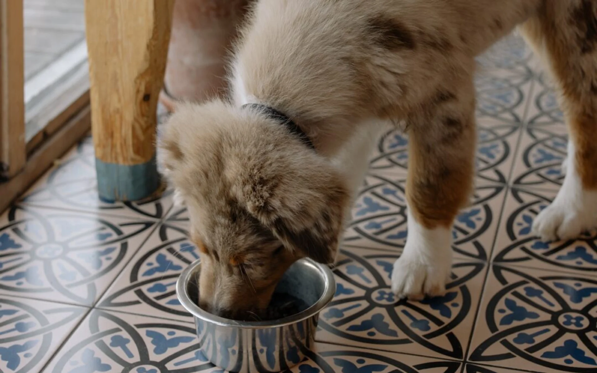 How to Prepare a Pet-Safe Thanksgiving Feast