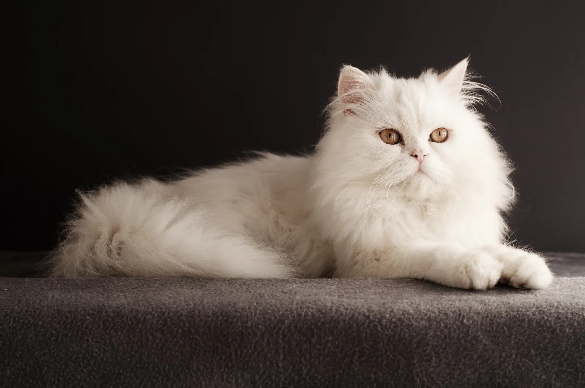 Senior Pet Care