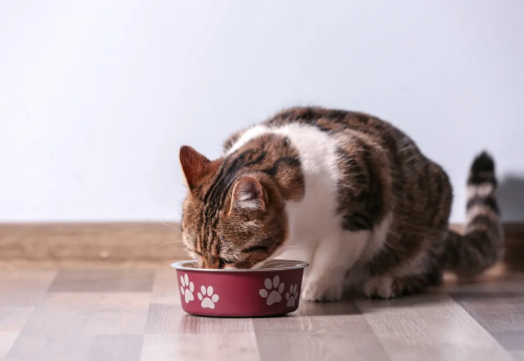 Nutrition & Diet Counseling