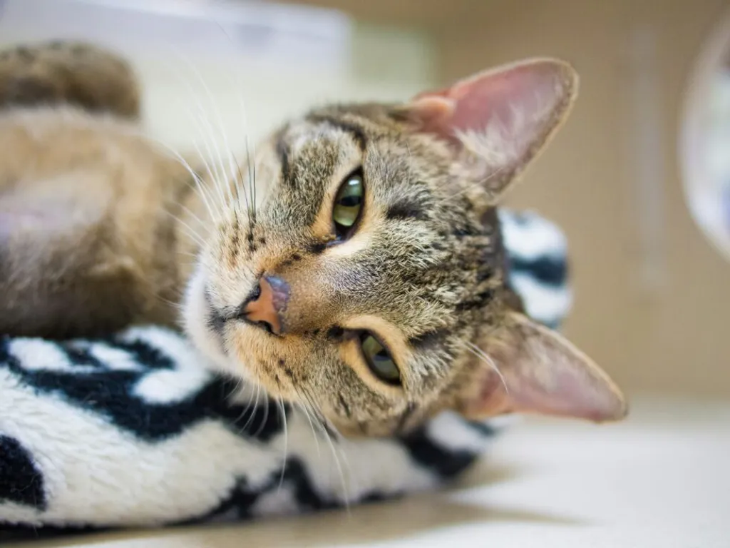 Essential Tips for New Pet Adopters: Celebrate Shelter Pet Month This December