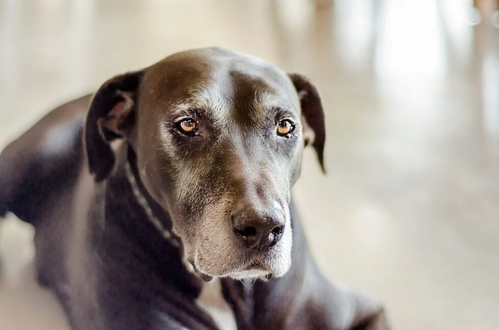 Senior Pet Urgent Care: What to Watch For