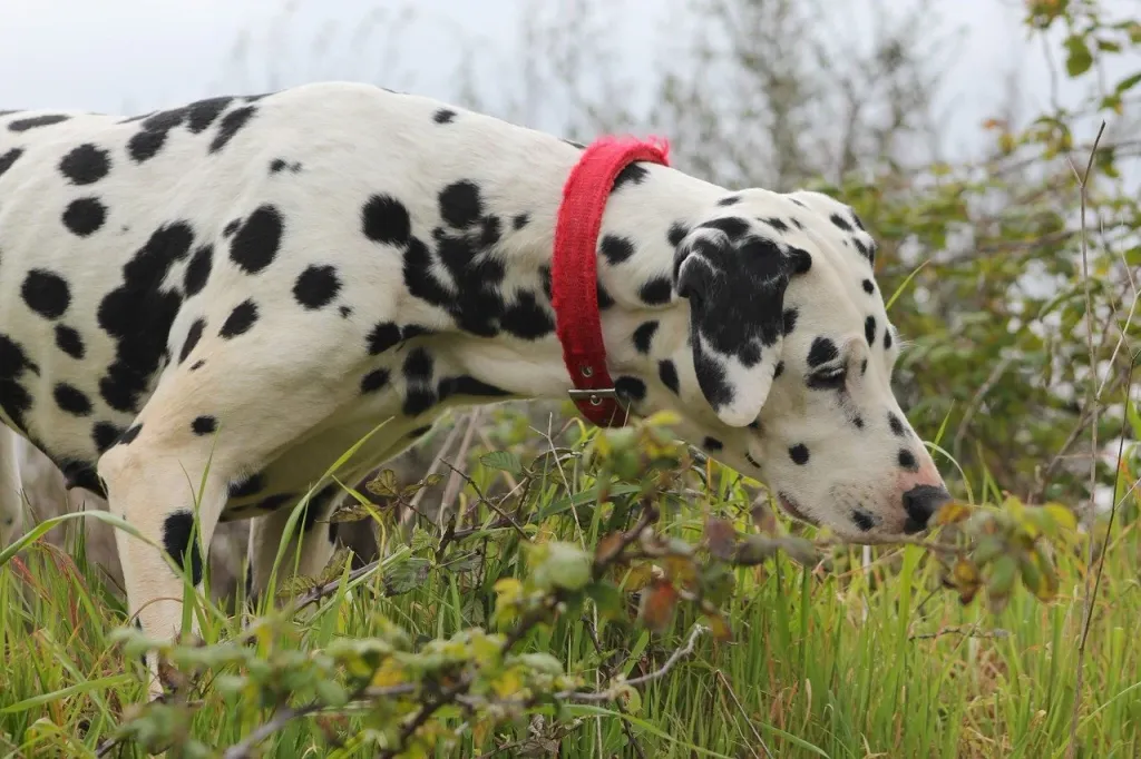 Outdoor Pet Toxins