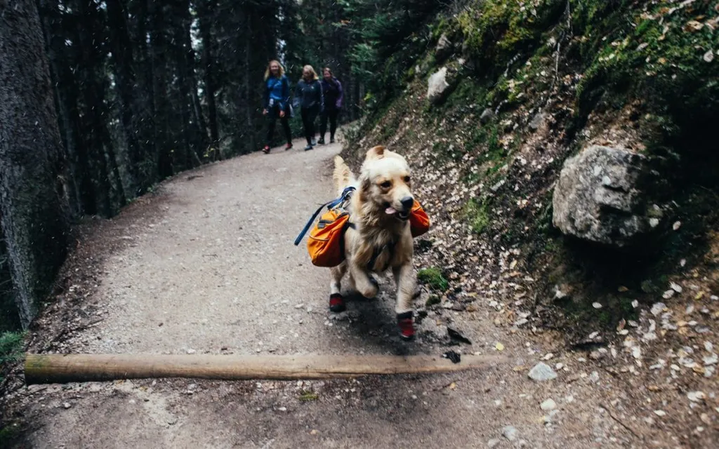 4 Ways to Help Your Pet Avoid Tick-Borne Illnesses this Summer