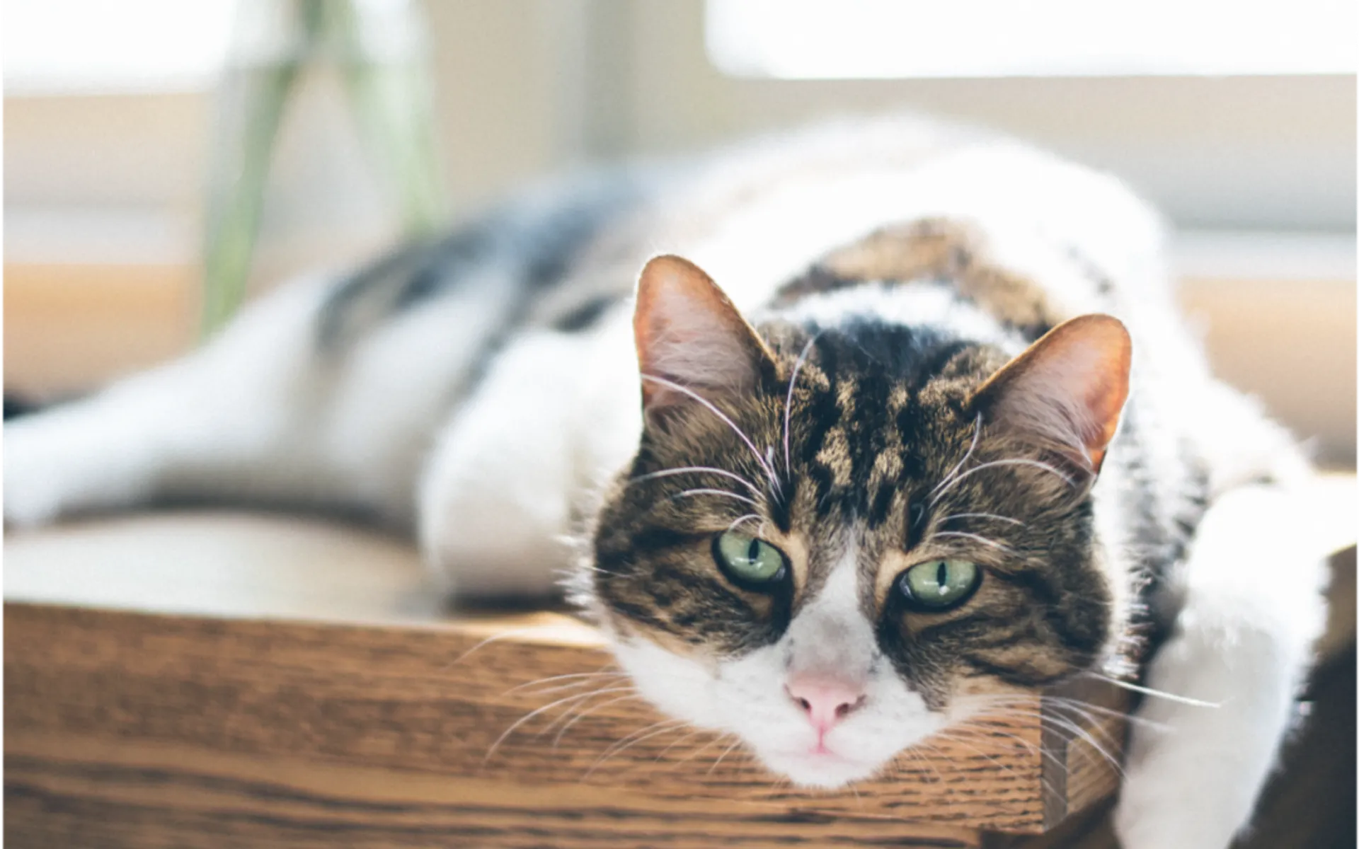 Pet Cancer Awareness Month