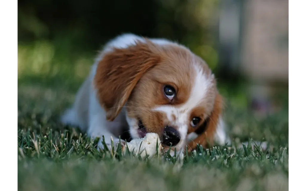 4 Ways to Set Your New Puppy Up for Success