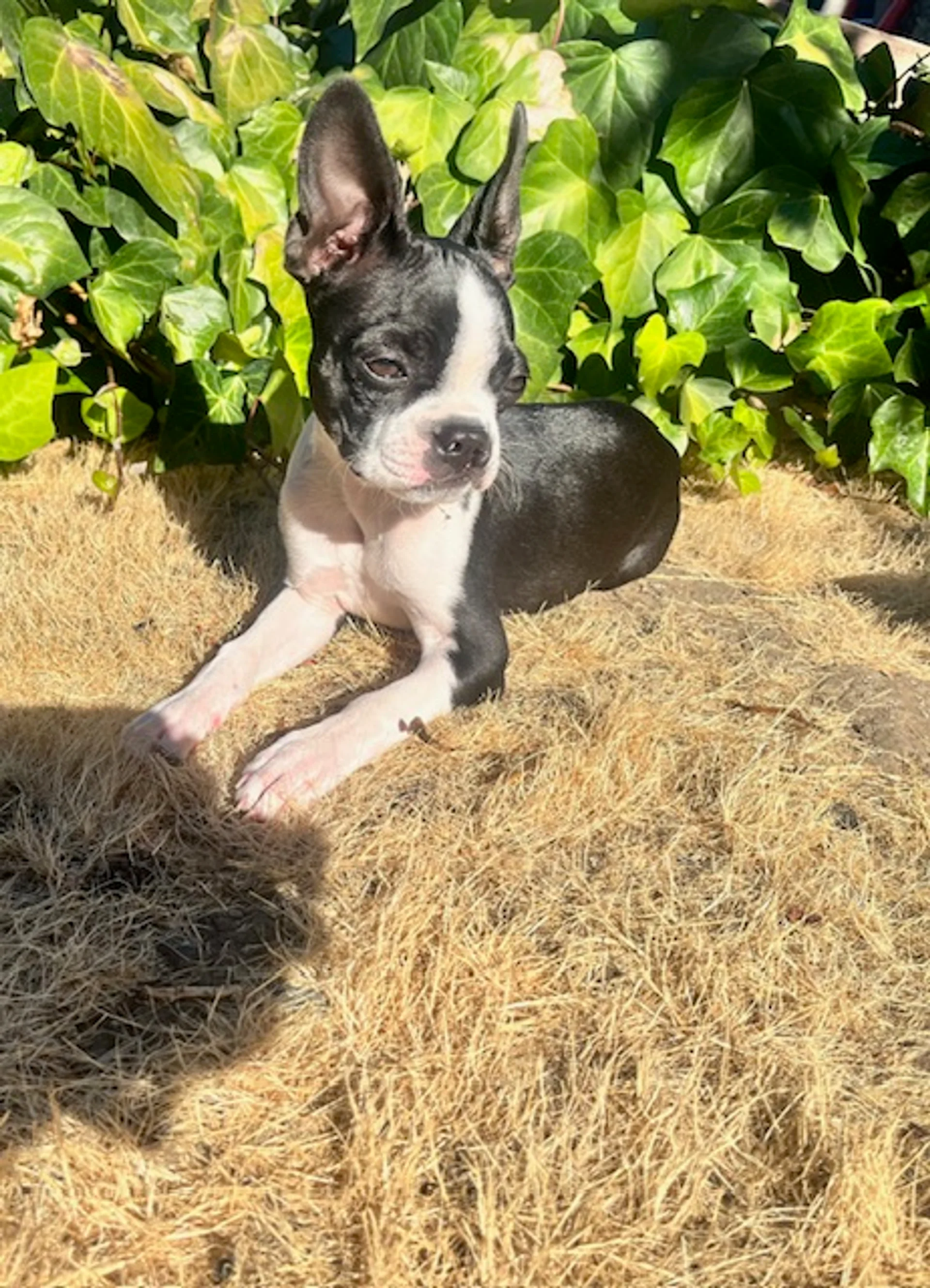 Critter of the Month: Jessie