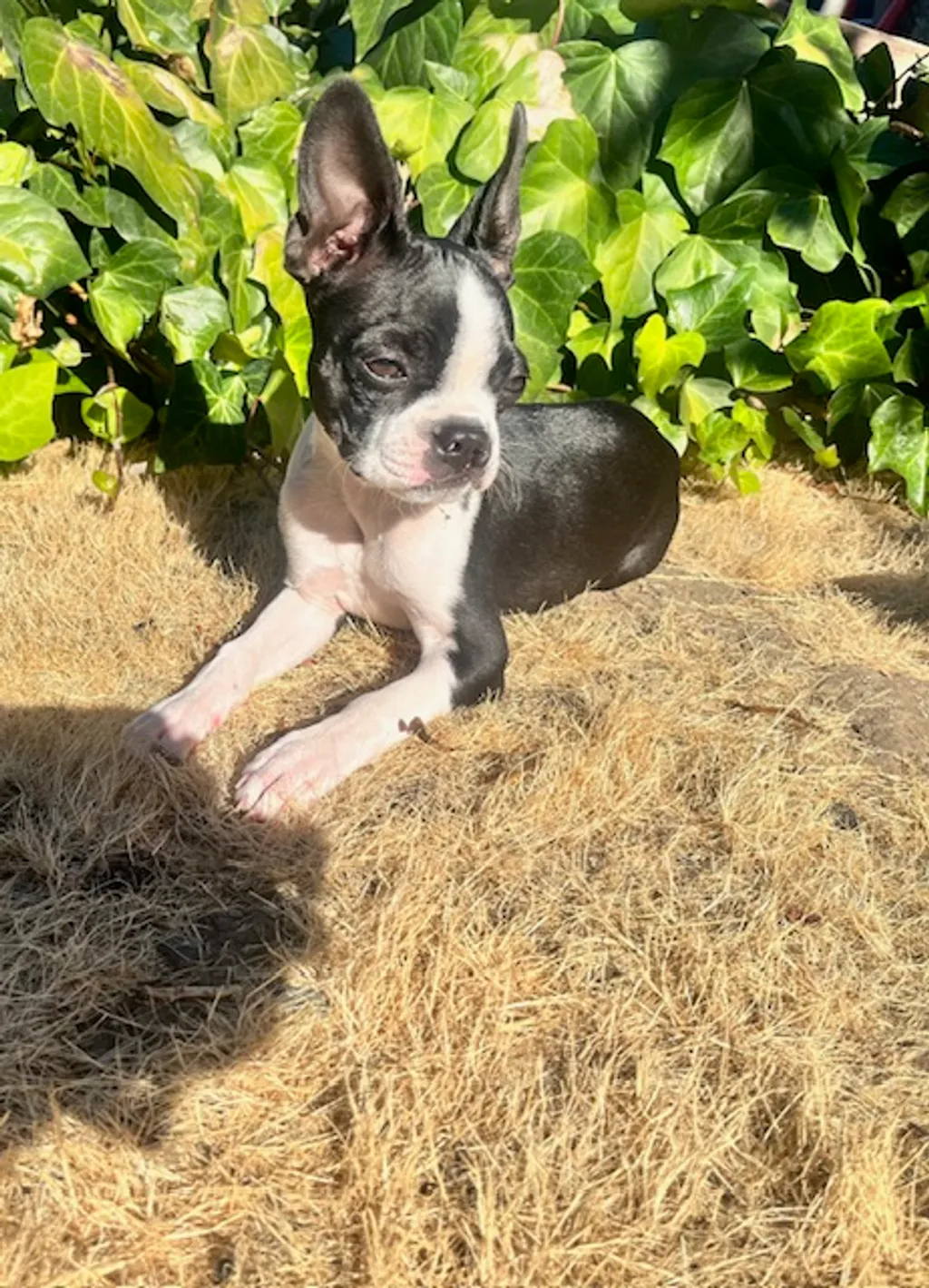 Critter of the Month: Jessie