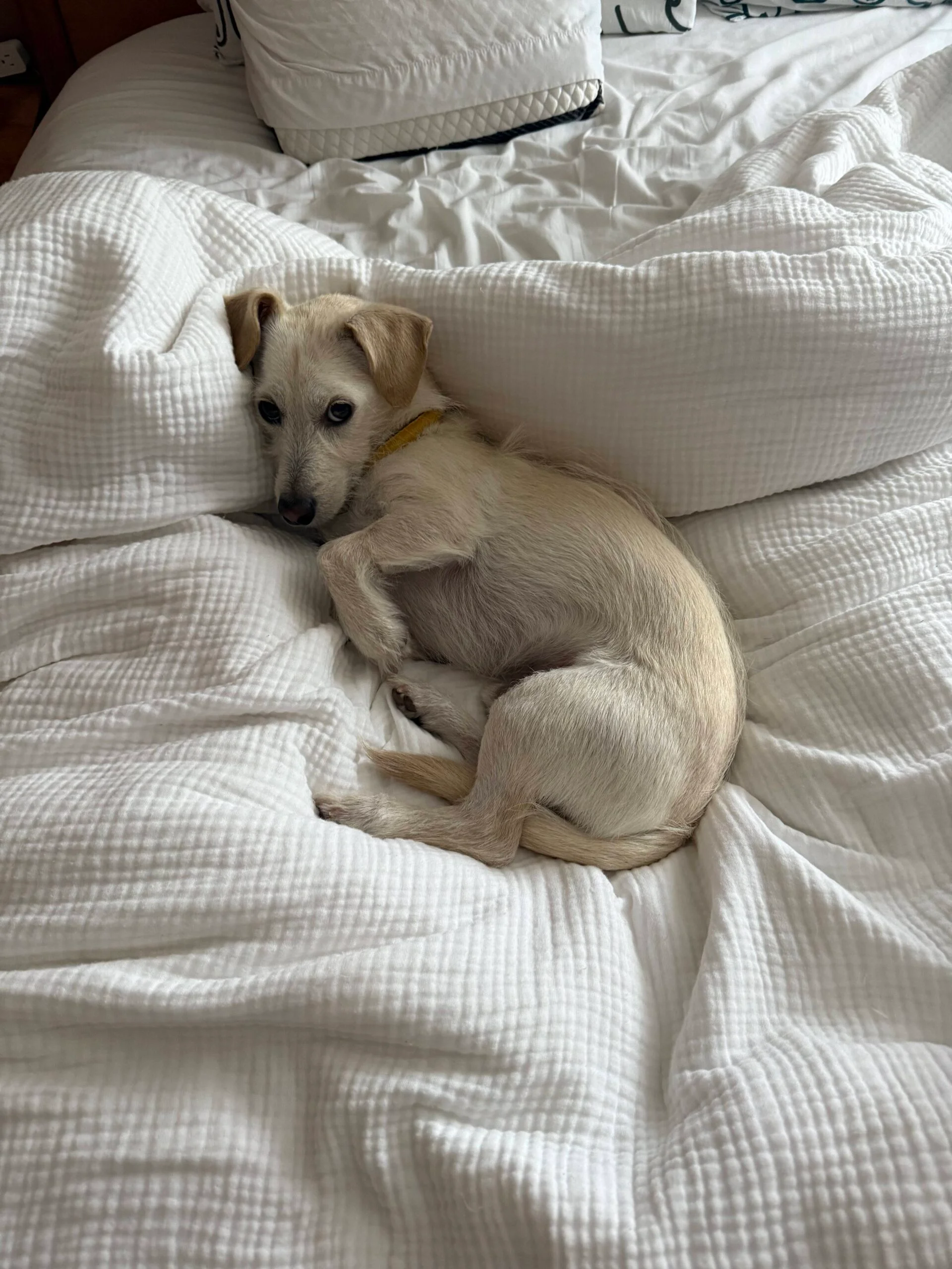 Critter of the Month: French Fry