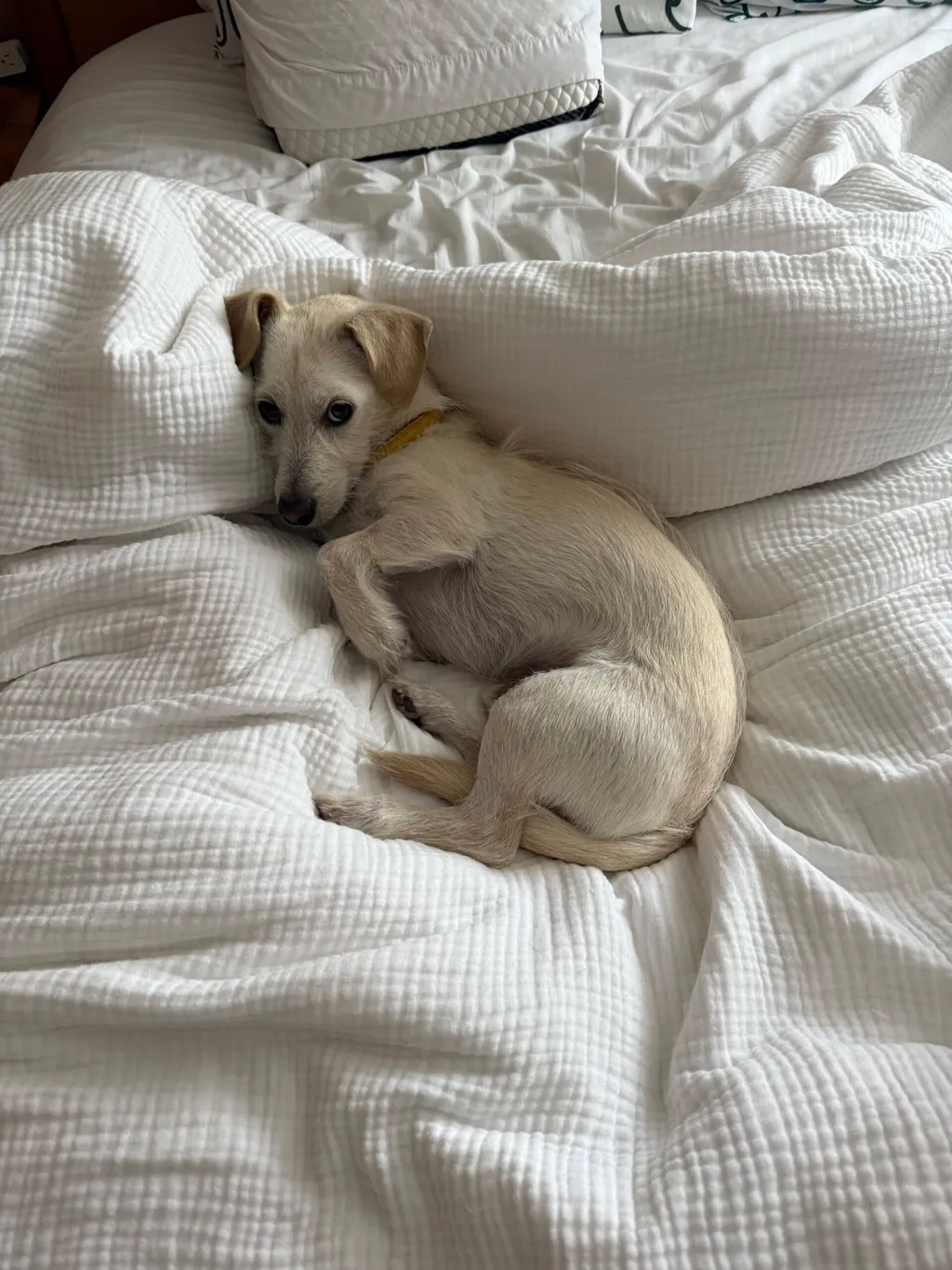 Critter of the Month: French Fry