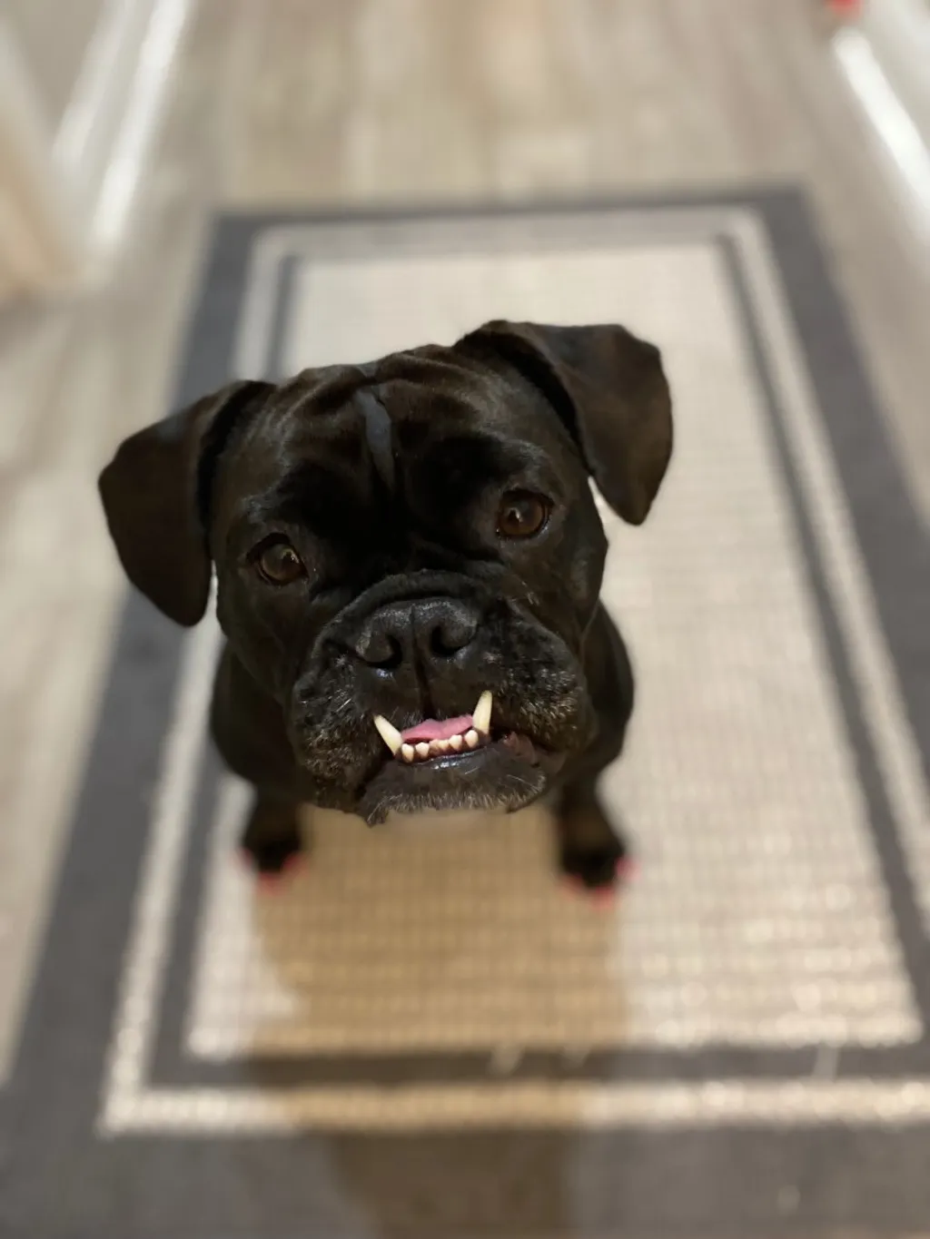 Critter of the Month: Beefy
