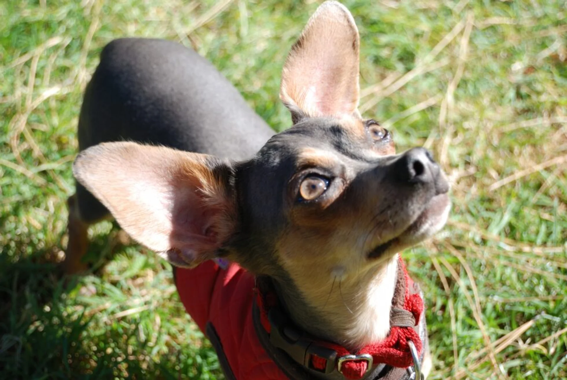 Critter of the Month: Frankie