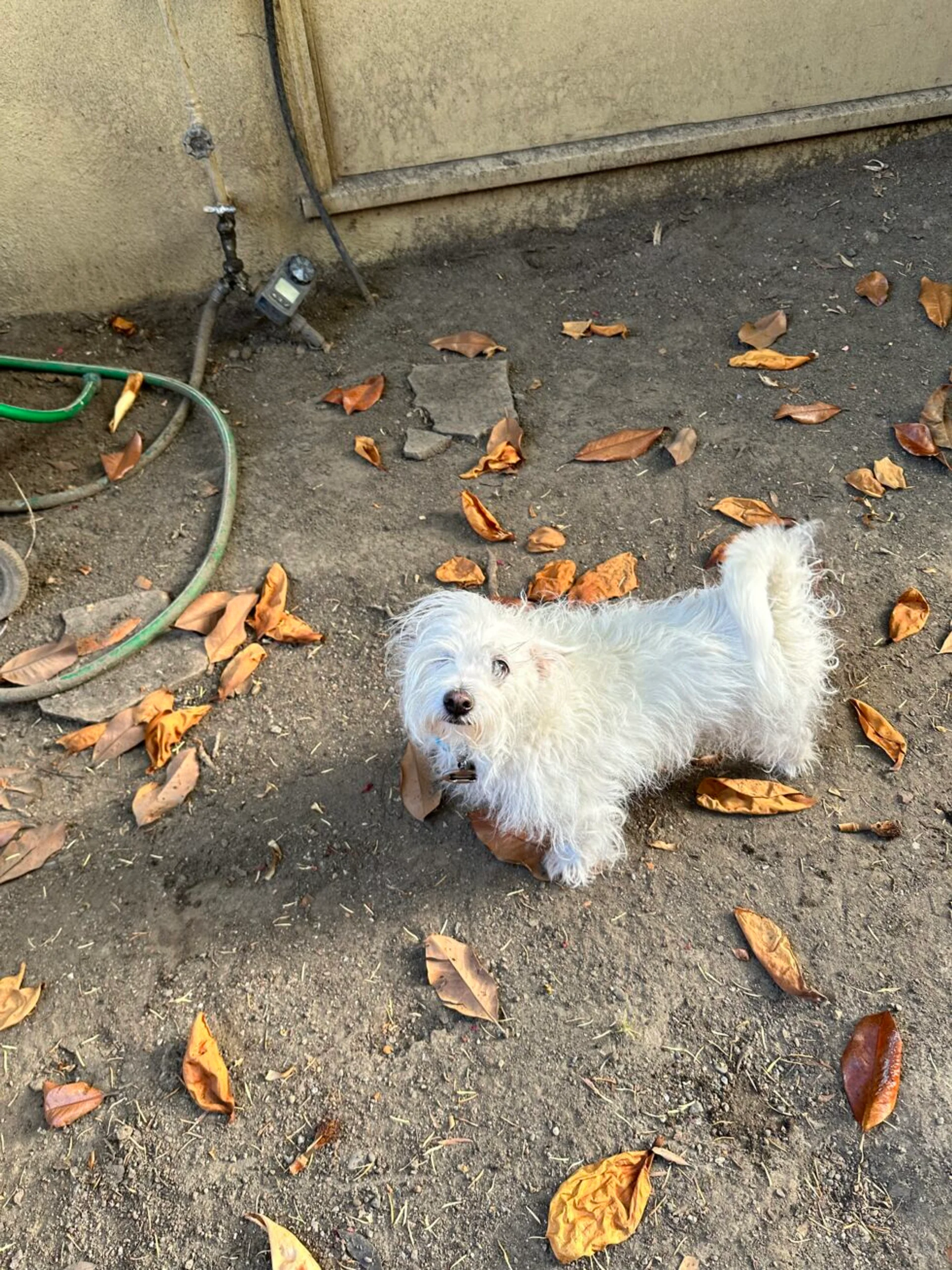 Critter of the Month: Falkor