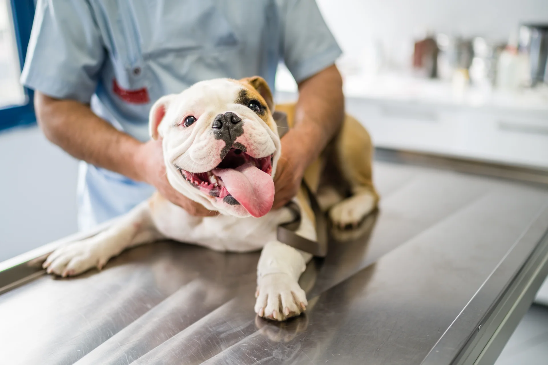 Animal Medical Center San Rafael-image