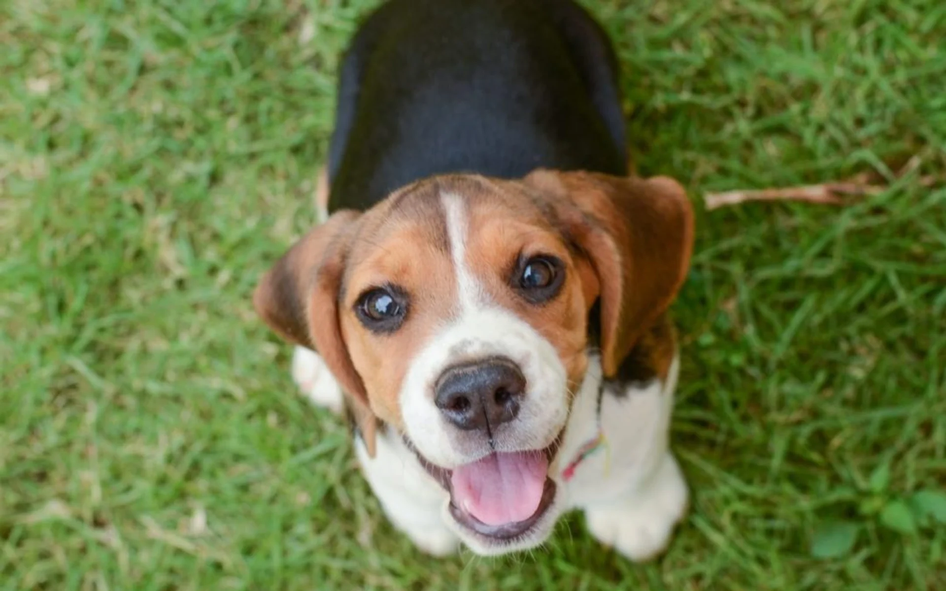 Is Fostering a Pet Right for You?
