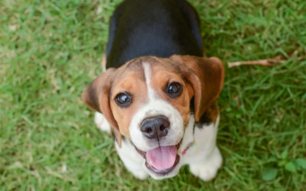 Is Fostering a Pet Right for You?
