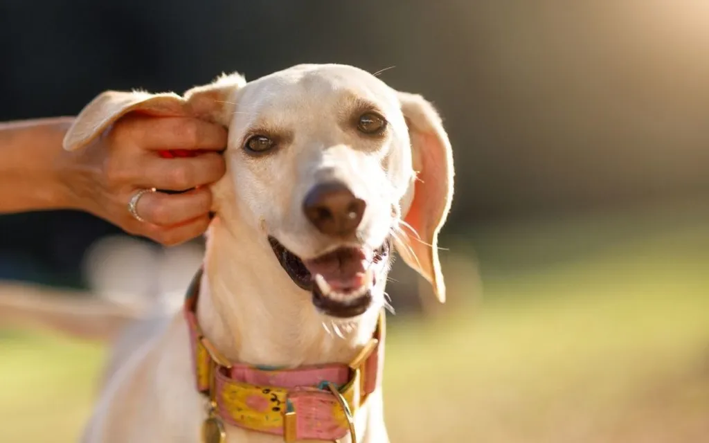 5 Easy Ways to Show Your Pet the Love