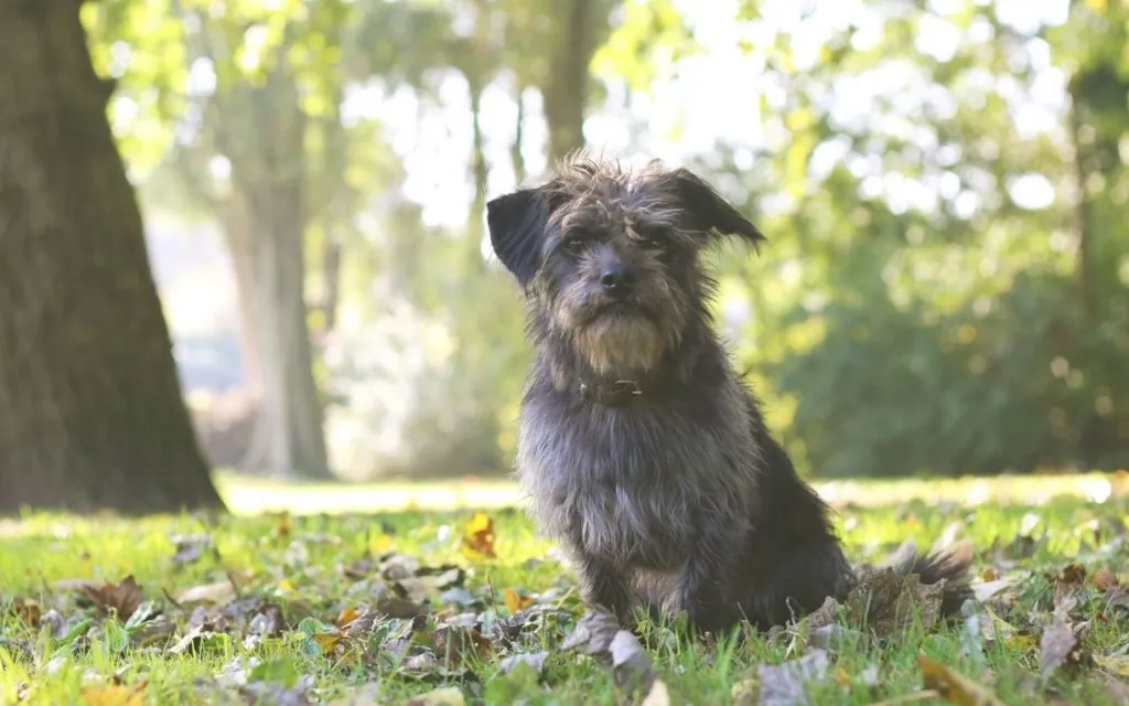 3 Hiking Safety Tips for Pets