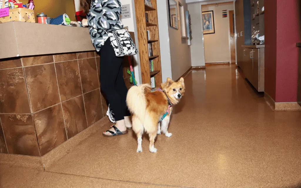 Is Your Pet Plump?